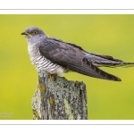 Coucou gris (Cuculus canorus, Common Cuckoo)