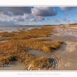 Une après-midi de Février, alors que les promeneurs viennent profiter du soleil sur la plage du Crotoy en baie de Somme. Saison : Hiver - Lieu : Le Crotoy, Baie de Somme, Somme, Picardie, Hauts-de-France, France. One afternoon in February, while walkers come to enjoy the sun on the beach of Crotoy in the Bay of Somme. Season: Winter - Location: Le Crotoy, Somme Bay, Somme, Picardie, Hauts-de-France, France.