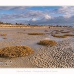 Une après-midi de Février, alors que les promeneurs viennent profiter du soleil sur la plage du Crotoy en baie de Somme. Saison : Hiver - Lieu : Le Crotoy, Baie de Somme, Somme, Picardie, Hauts-de-France, France. One afternoon in February, while walkers come to enjoy the sun on the beach of Crotoy in the Bay of Somme. Season: Winter - Location: Le Crotoy, Somme Bay, Somme, Picardie, Hauts-de-France, France.