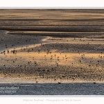 Rassemblement d'oiseaux (Huitriers-pies, Courlis, Tadornes de Belon et bécasseaux) face au Crotoy au crépuscule - Saison : Hiver - Lieu : Le Crotoy, Baie de Somme, Somme, Picardie, Hauts-de-France, France. Gathering of birds (hawksbills, curlews, shelducks and sandpipers) in front of Le Crotoy at twilight - Season: Winter - Location: Le Crotoy, Somme Bay, Somme, Picardie, Hauts-de-France, France.