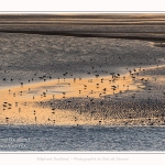 Rassemblement d'oiseaux (Huitriers-pies, Courlis, Tadornes de Belon et bécasseaux) face au Crotoy au crépuscule - Saison : Hiver - Lieu : Le Crotoy, Baie de Somme, Somme, Picardie, Hauts-de-France, France. Gathering of birds (hawksbills, curlews, shelducks and sandpipers) in front of Le Crotoy at twilight - Season: Winter - Location: Le Crotoy, Somme Bay, Somme, Picardie, Hauts-de-France, France.