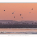 La baie de Somme par grand froid, vue sur  le bassin de chasse du Crotoy au petit matin. Passage de Tadornes de Belon. - Saison : Hiver - Lieu : Le Crotoy, Baie de Somme, Somme, Picardie, Hauts-de-France, France. The Baie de Somme in cold weather, overlooking Le Crotoy - Season: Winter - Location: Le Crotoy, Somme, Somme, Picardie, Hauts-de-France, France