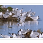 Colonie de mouettes rieuses au marais du Crotoy. (Chroicocephalus ridibundus - Black-headed Gull)