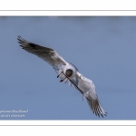 Colonie de mouettes rieuses au marais du Crotoy. (Chroicocephalus ridibundus - Black-headed Gull)