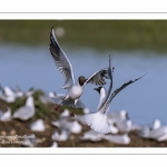 Colonie de mouettes rieuses au marais du Crotoy. (Chroicocephalus ridibundus - Black-headed Gull)