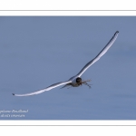 Colonie de mouettes rieuses au marais du Crotoy. (Chroicocephalus ridibundus - Black-headed Gull)