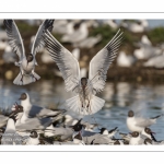 Colonie de mouettes rieuses au marais du Crotoy. (Chroicocephalus ridibundus - Black-headed Gull)