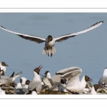 Colonie de mouettes rieuses au marais du Crotoy. (Chroicocephalus ridibundus - Black-headed Gull)