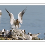 Colonie de mouettes rieuses au marais du Crotoy. (Chroicocephalus ridibundus - Black-headed Gull)