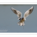 Colonie de mouettes rieuses au marais du Crotoy. (Chroicocephalus ridibundus - Black-headed Gull)