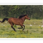 Chevaux Henson au Galop