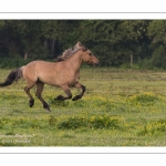 Chevaux Henson au Galop