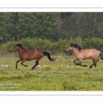 Chevaux Henson au Galop