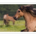 Chevaux Henson au Galop