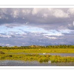 Le marais du Crotoy sous un ciel chargé