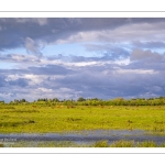 Le marais du Crotoy sous un ciel chargé