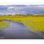 Le marais du Crotoy sous un ciel chargé