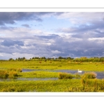 Le marais du Crotoy sous un ciel chargé