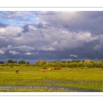 Le marais du Crotoy sous un ciel chargé