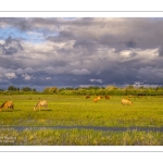 Le marais du Crotoy sous un ciel chargé