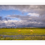 Le marais du Crotoy sous un ciel chargé