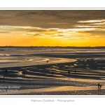 saison : Ã©tÃ© - Lieu :  Le Crotoy, Baie de Somme, RÃ©serve naturelle, Somme, Picardie, France