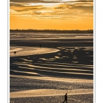 saison : Ã©tÃ© - Lieu :  Le Crotoy, Baie de Somme, RÃ©serve naturelle, Somme, Picardie, France