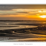 saison : Ã©tÃ© - Lieu :  Le Crotoy, Baie de Somme, RÃ©serve naturelle, Somme, Picardie, France