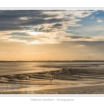saison : Ã©tÃ© - Lieu :  Le Crotoy, Baie de Somme, RÃ©serve naturelle, Somme, Picardie, France