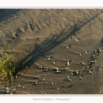 LeCrotoy_18_10_2014_0005-border