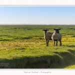 LeCrotoy_18_10_2014_0021-border
