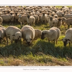 LeCrotoy_18_10_2014_0024-border