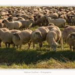 LeCrotoy_18_10_2014_0025-border