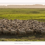 LeCrotoy_18_10_2014_0026-border