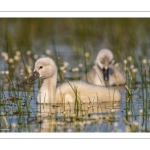 Cygne tuberculé (Cygnus olor - Mute Swan)