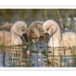 Cygne tuberculé (Cygnus olor - Mute Swan)