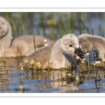 Cygne tuberculé (Cygnus olor - Mute Swan)