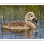 Cygne tuberculé (Cygnus olor - Mute Swan)