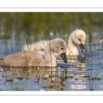 Cygne tuberculé (Cygnus olor - Mute Swan)