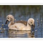 Cygne tuberculé (Cygnus olor - Mute Swan)