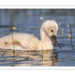 Cygne tuberculé (Cygnus olor - Mute Swan)