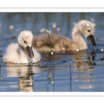 Cygne tuberculé (Cygnus olor - Mute Swan)