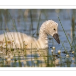 Cygne tuberculé (Cygnus olor - Mute Swan)