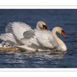 Cygne tuberculé (Cygnus olor - Mute Swan)