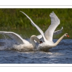 Cygne tuberculé (Cygnus olor - Mute Swan)