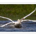 Cygne tuberculé (Cygnus olor - Mute Swan)