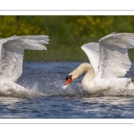 Cygne tuberculé (Cygnus olor - Mute Swan)