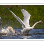 Cygne tuberculé (Cygnus olor - Mute Swan)