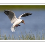 Mouette rieuse (Chroicocephalus ridibundus - Black-headed Gull)