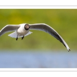 Mouette rieuse (Chroicocephalus ridibundus - Black-headed Gull)